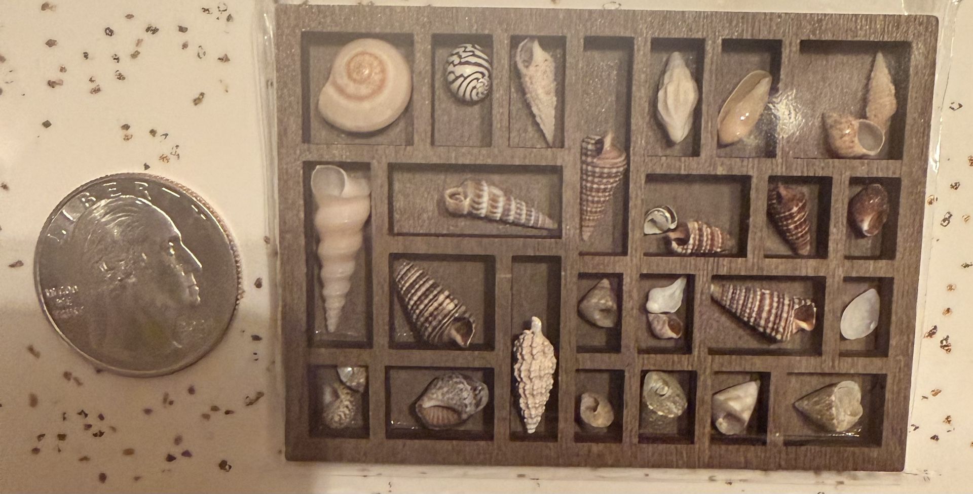 Miniature Wooden Trinket Shelf with Real Shells - photo 3