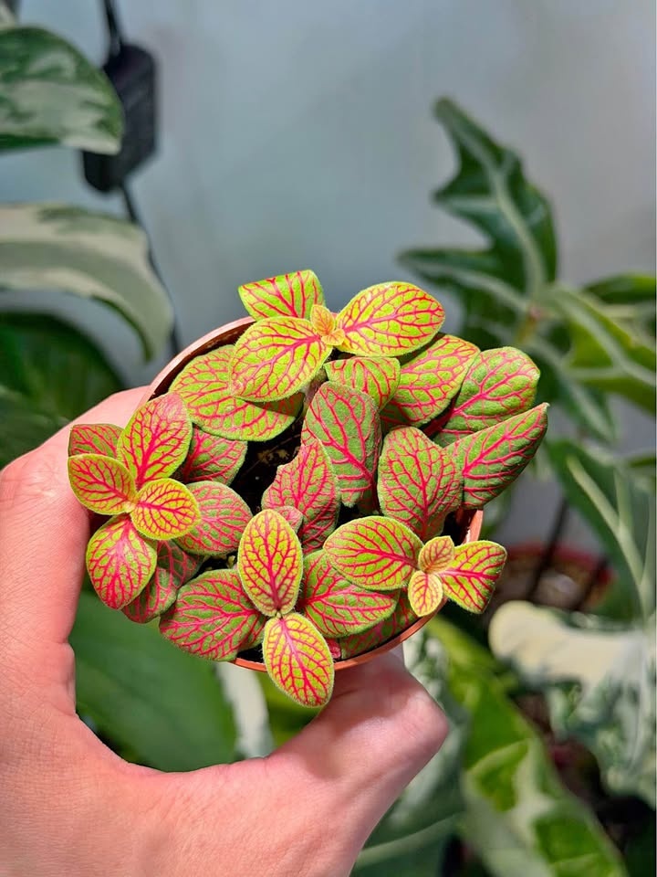 Fittonia nerve plant