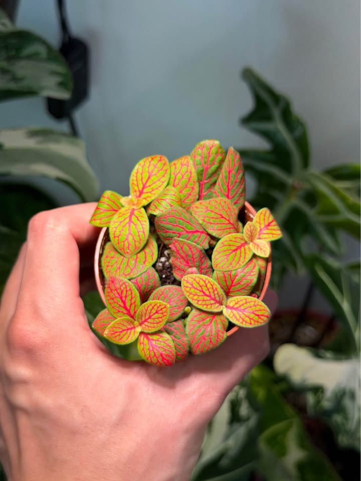 Fittonia nerve plant - photo 2