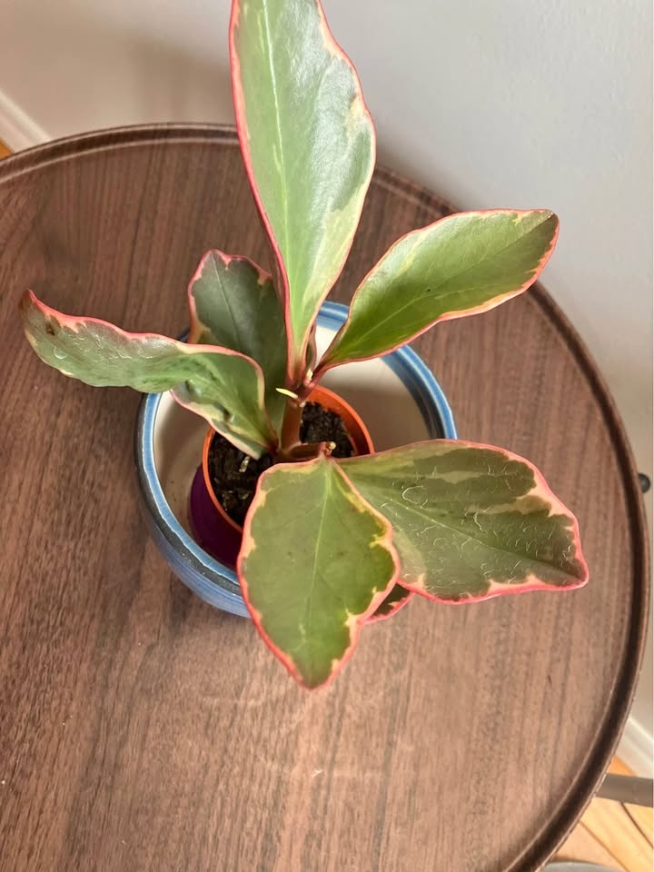Peperomia clusiifolia (Jelly / Red Edge Peperomia)@Mississauga