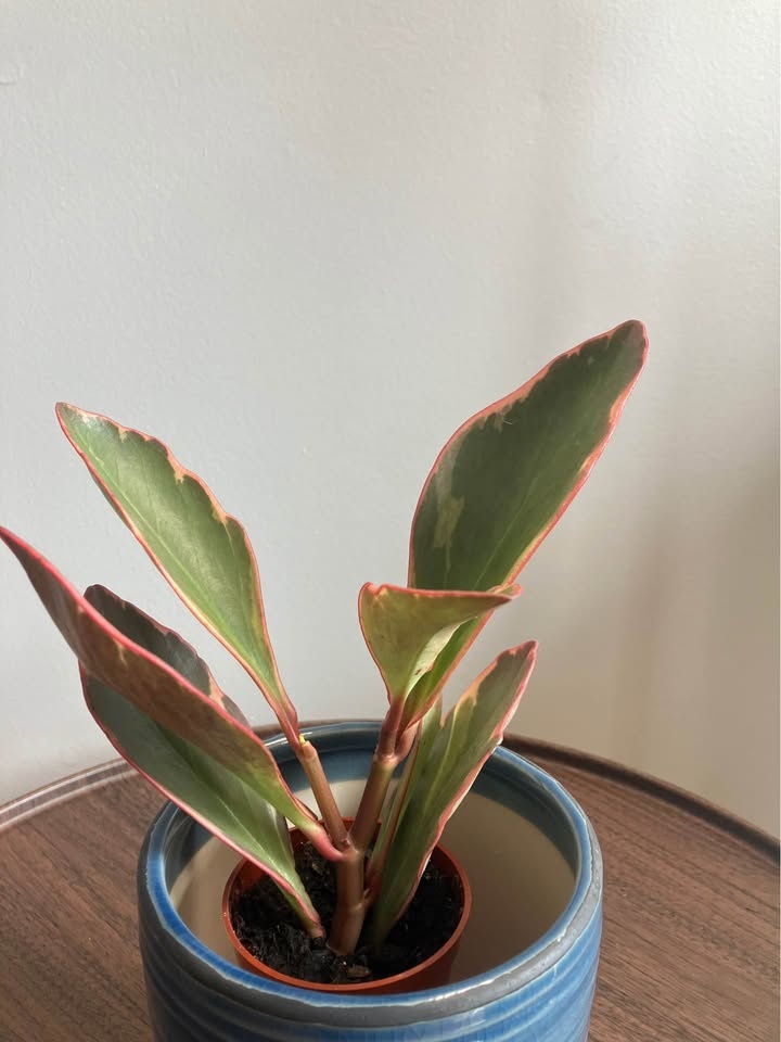Peperomia clusiifolia (Jelly / Red Edge Peperomia)@Mississauga - photo 2