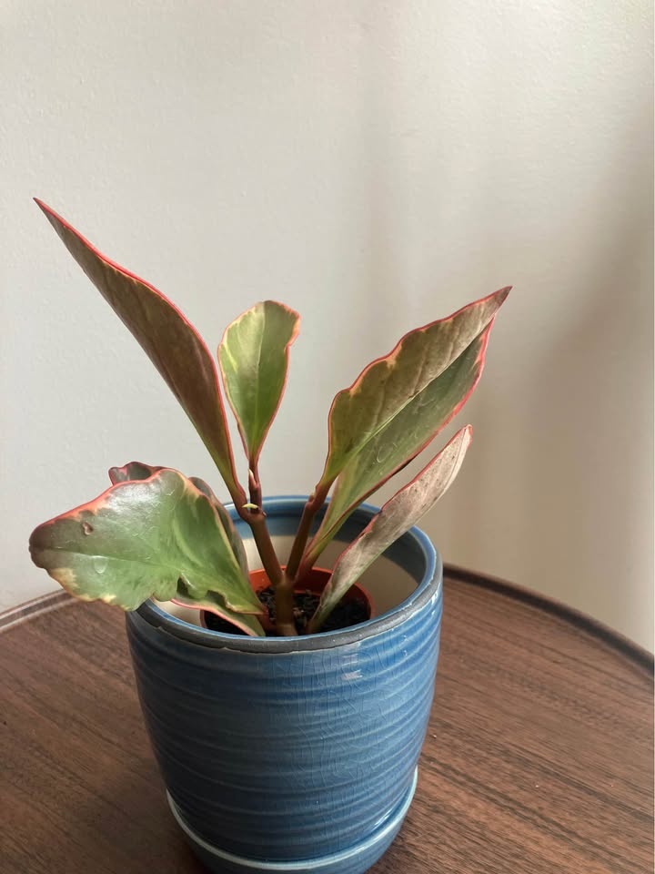 Peperomia clusiifolia (Jelly / Red Edge Peperomia)@Mississauga - photo 3