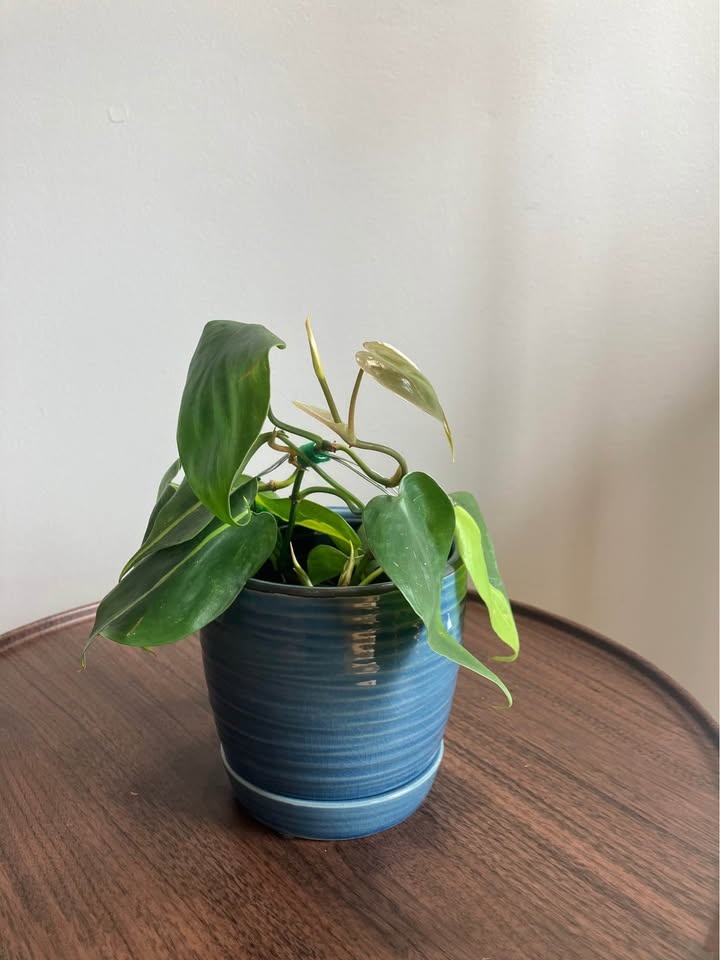 Philodendron 'Brasil' & Heartleaf Plants