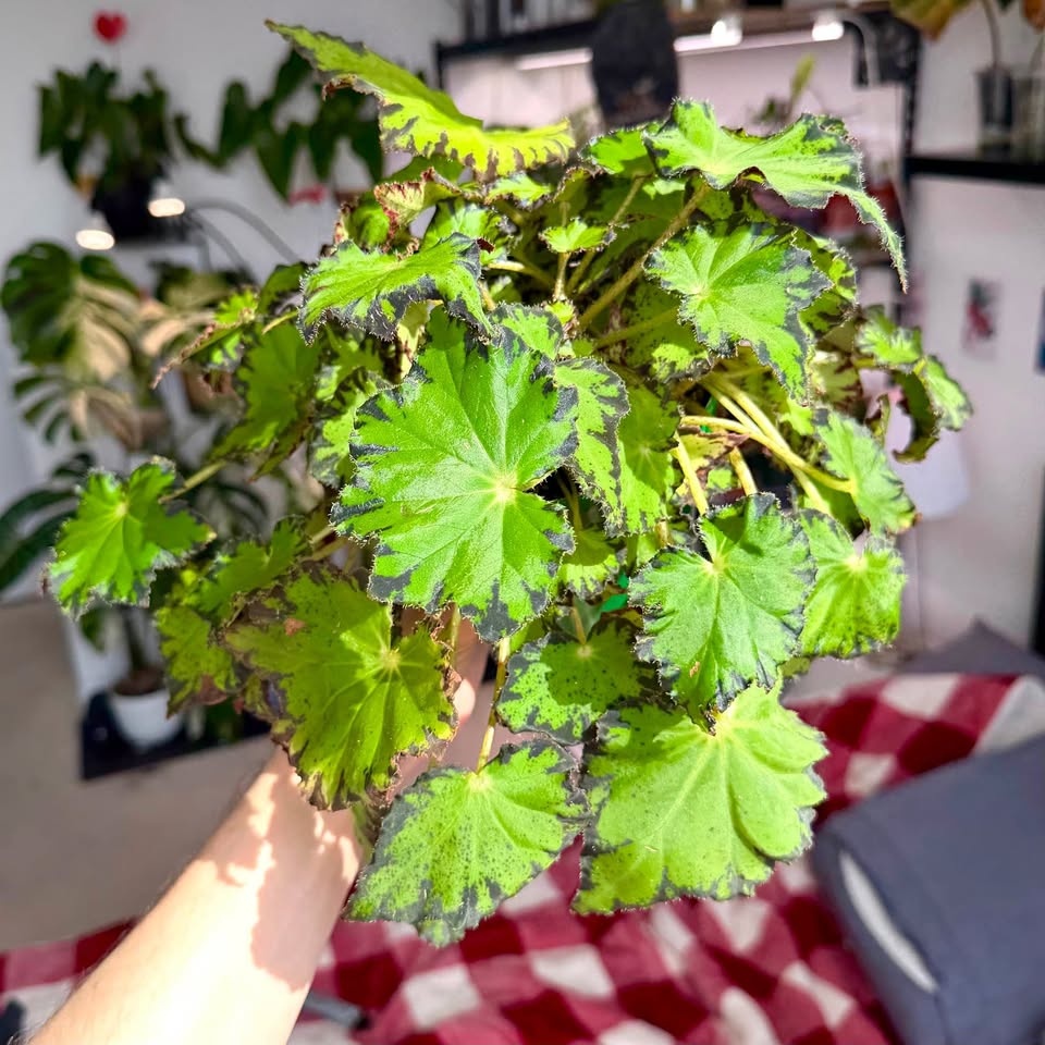 Rex begonia Jive