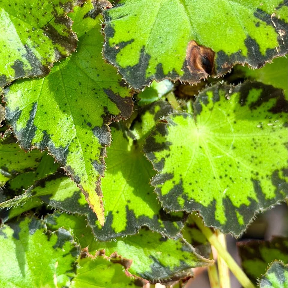 Rex begonia Jive - photo 2