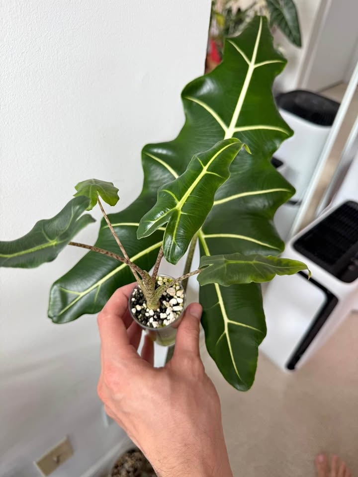Alocasia sarian