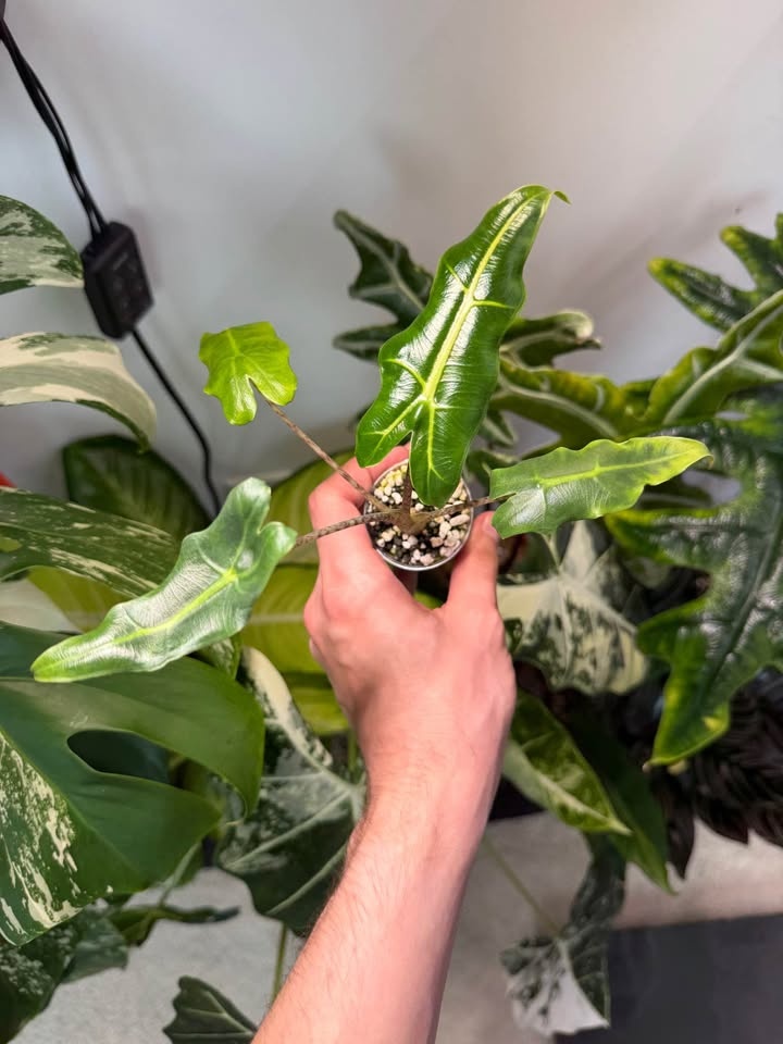 Alocasia sarian - photo 2