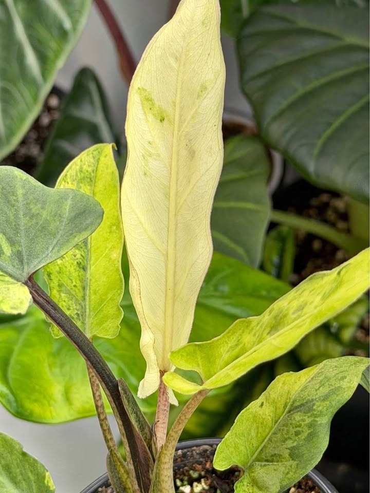 Alocasia Lauterbachiana Variegata