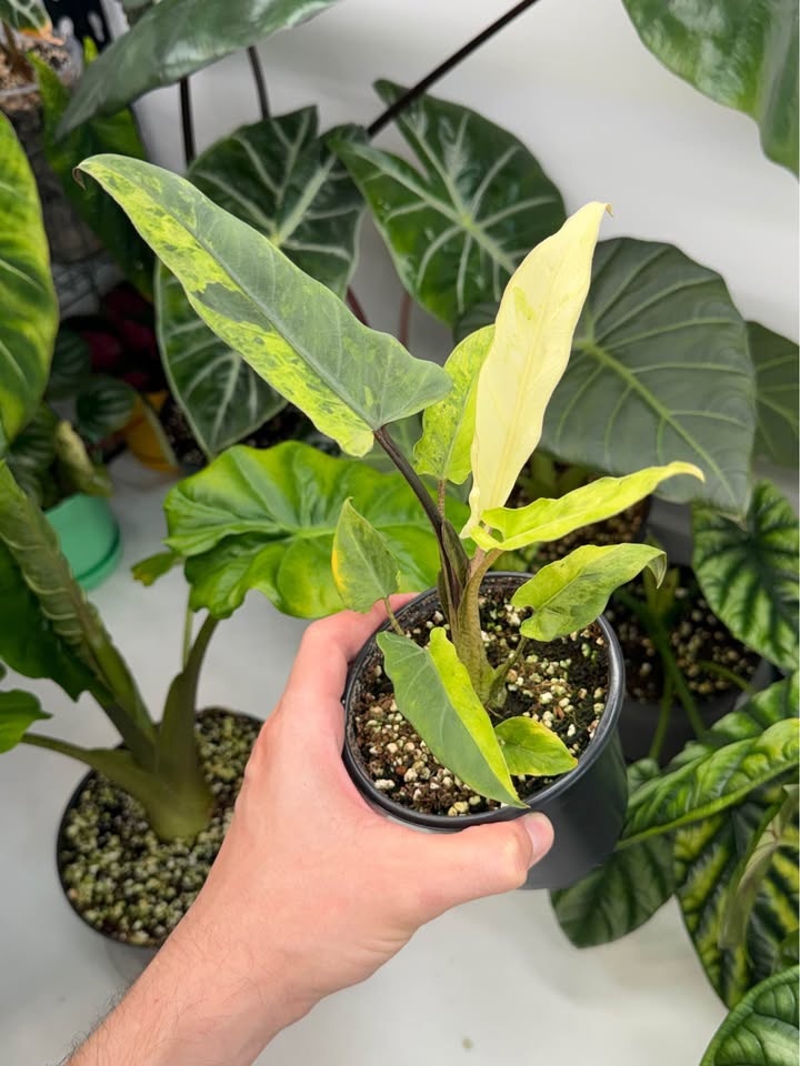 Alocasia Lauterbachiana Variegata - photo 2