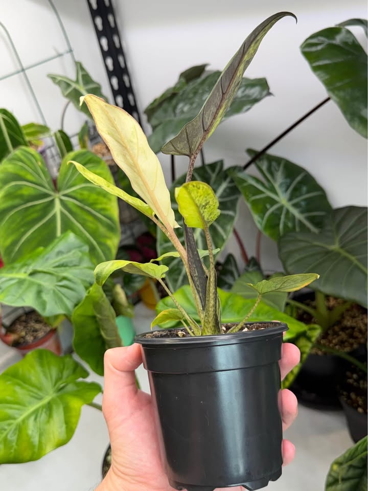 Alocasia Lauterbachiana Variegata - photo 3
