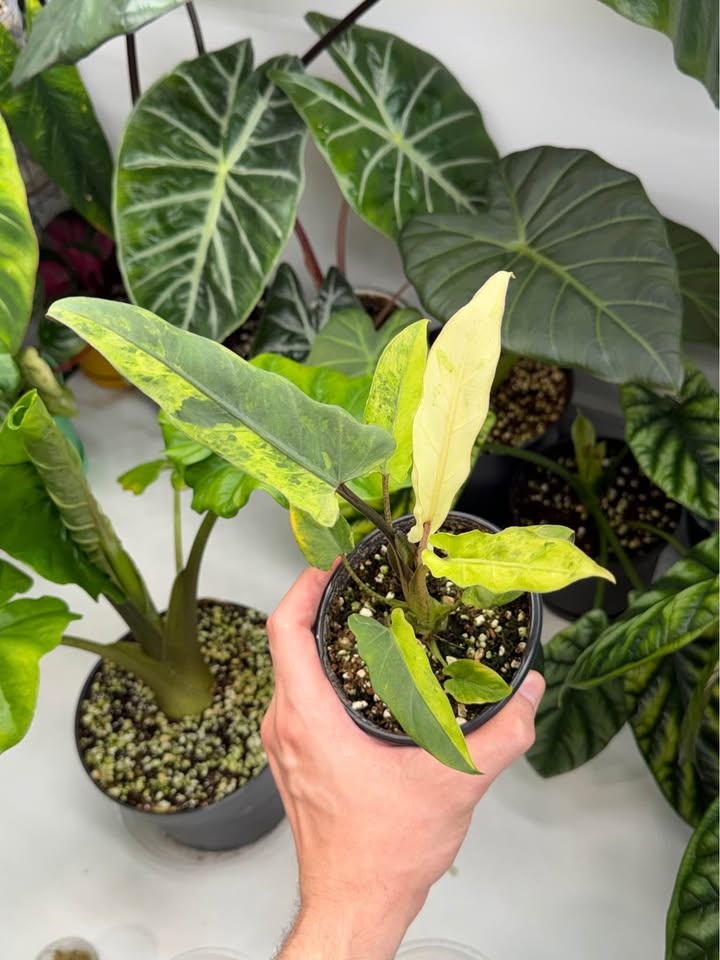 Alocasia Lauterbachiana Variegata - photo 4