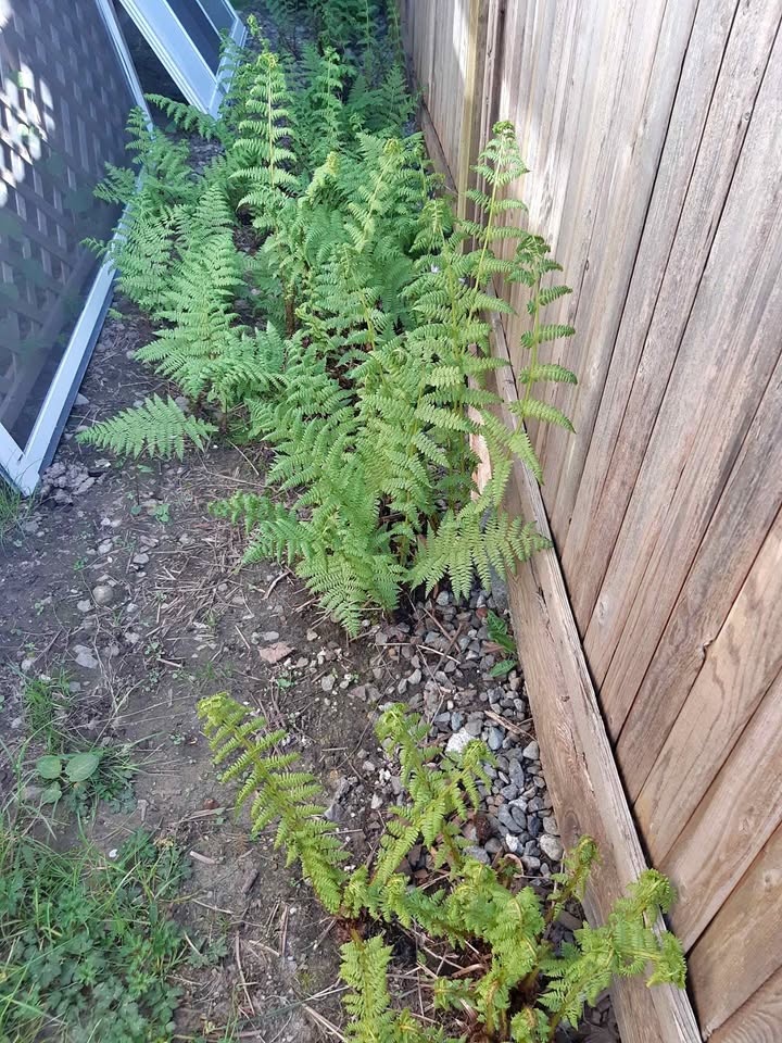 🧡Hardy outdoor ferns - $5 each