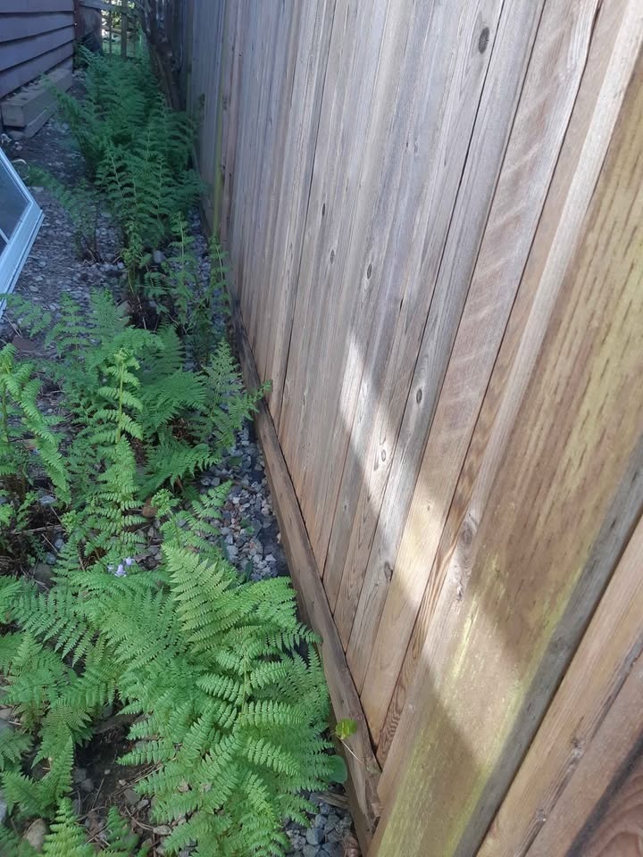 🧡Hardy outdoor ferns - $5 each - photo 2