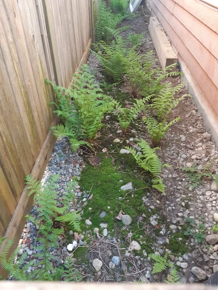🧡Hardy outdoor ferns - $5 each - photo 3