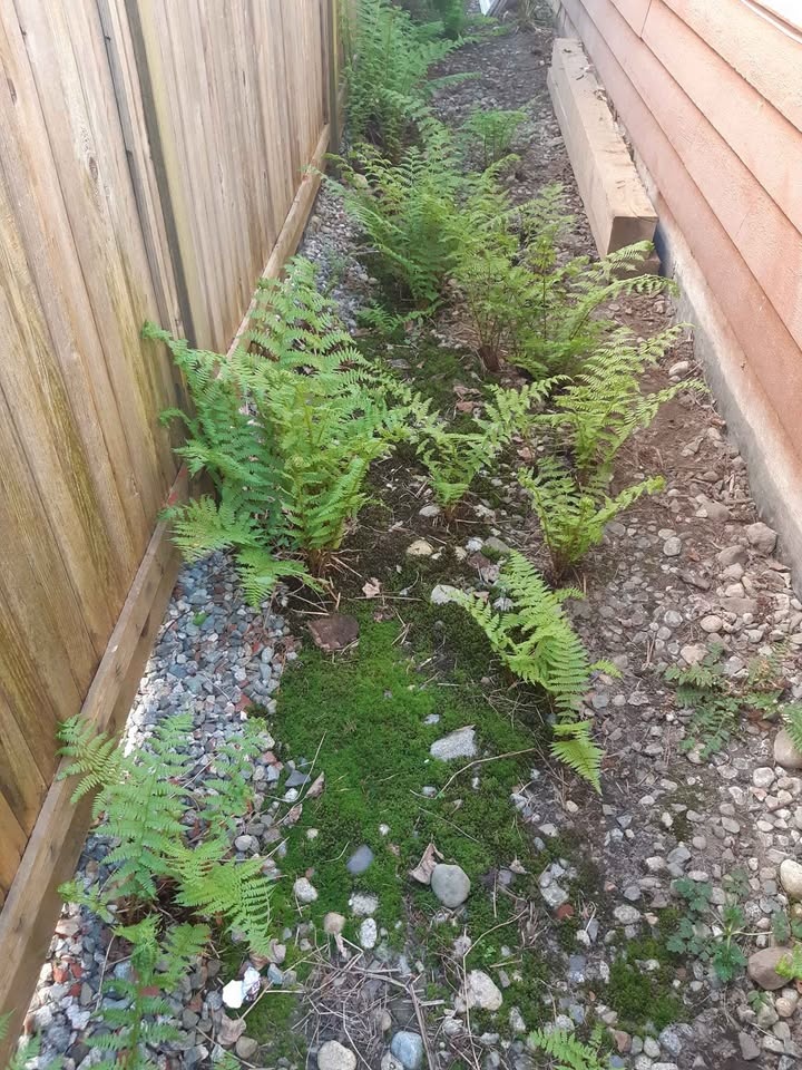 🧡Hardy outdoor ferns - $5 each - photo 4
