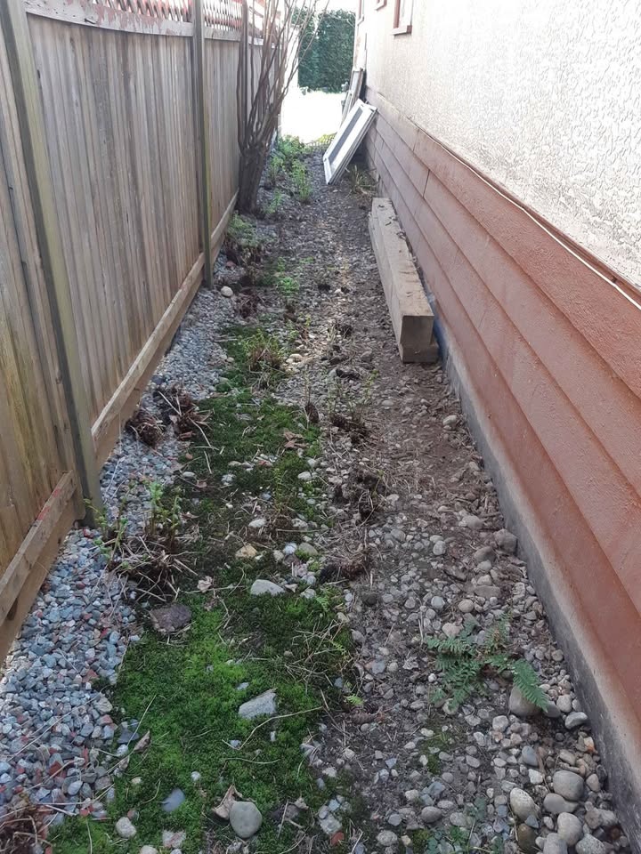 🧡Hardy outdoor ferns - $5 each - photo 5