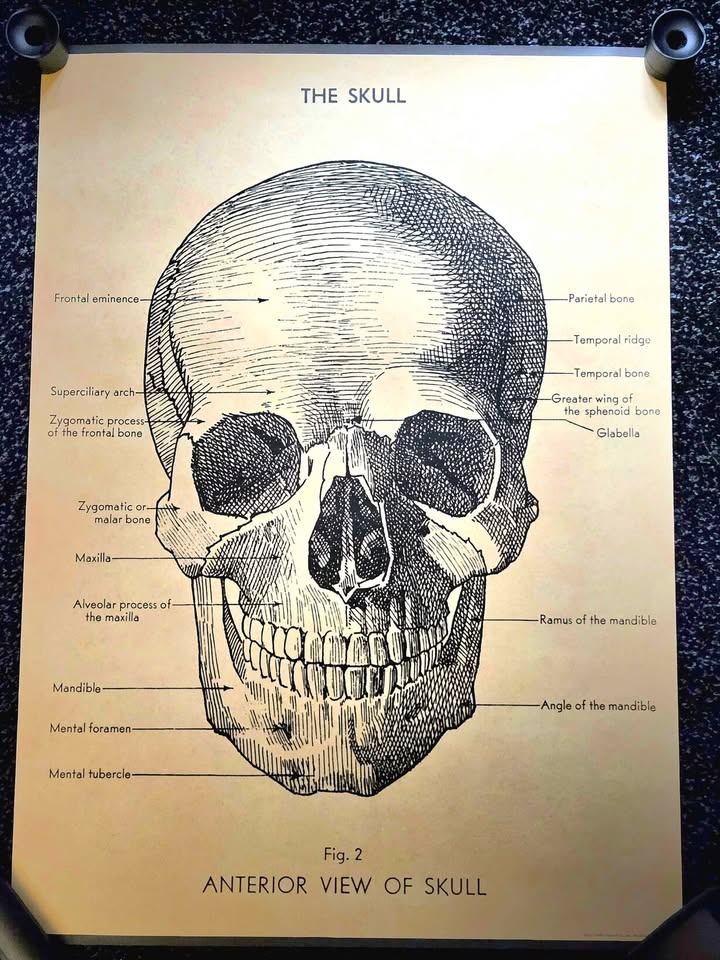 The Skull - Anatomical Cavellini Poster