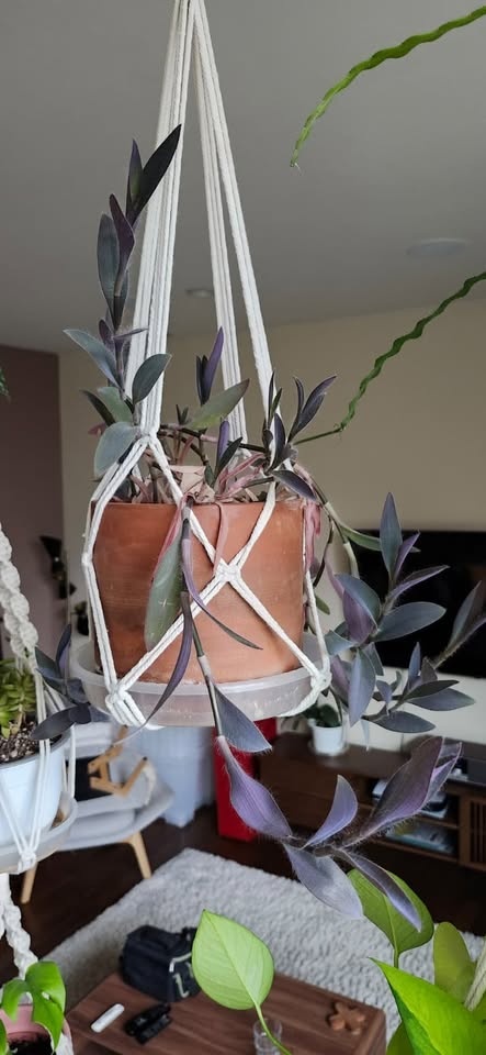 Plant purge. Dif prices - photo 2