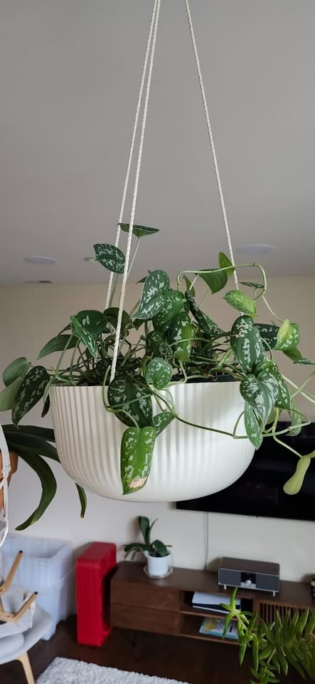 Plant purge. Dif prices - photo 3