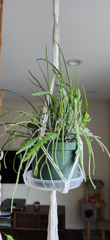 Plant purge. Dif prices