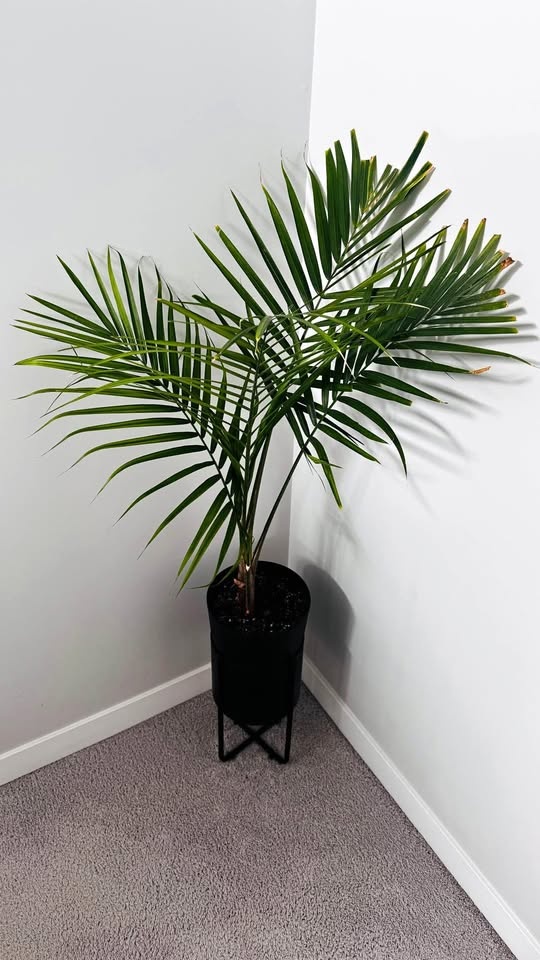 MAJESTY PALM PLANT (10″ POT)