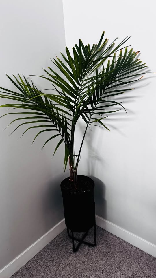 MAJESTY PALM PLANT (10″ POT) - photo 2