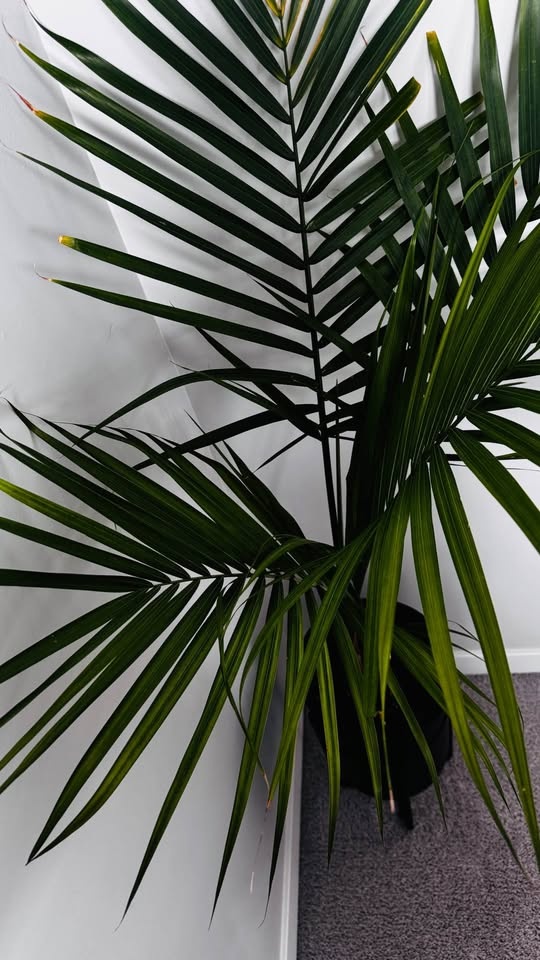 MAJESTY PALM PLANT (10″ POT) - photo 3