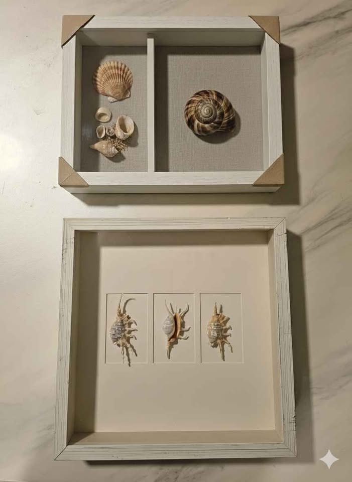 Handcrafted Sea Shell Shadow Box Set - photo 3