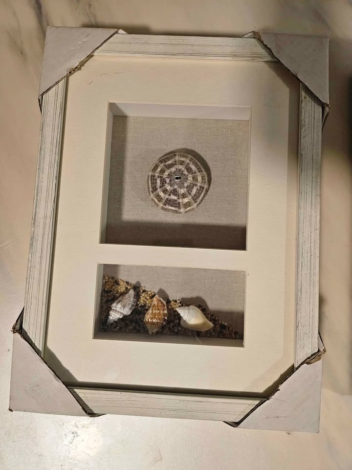 Handcrafted Sea Shell Shadow Box Set - photo 4