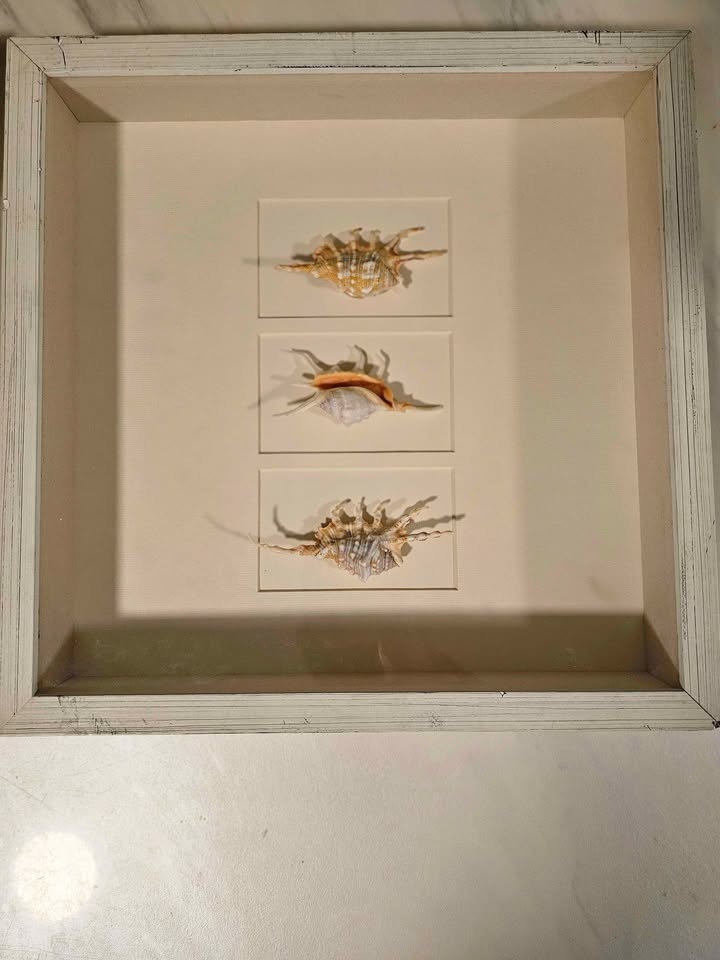Handcrafted Sea Shell Shadow Box Set - photo 5