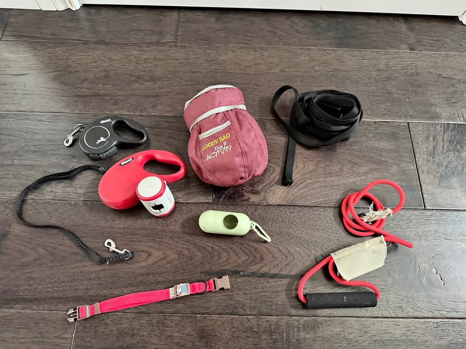 Dog accessories - leash, collar, training bag, snacks