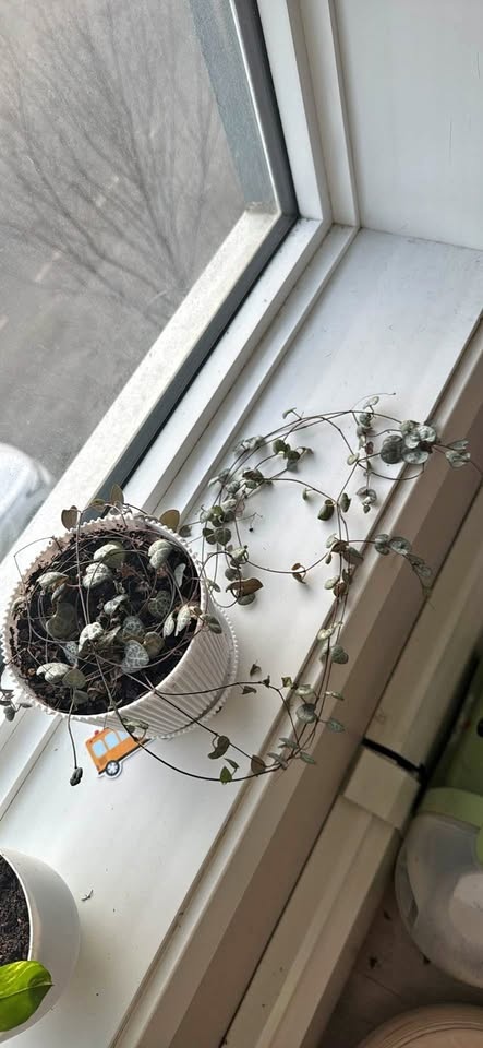 String of hearts