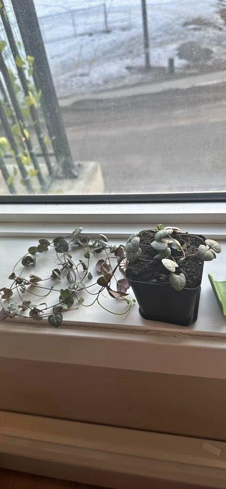 String of hearts
