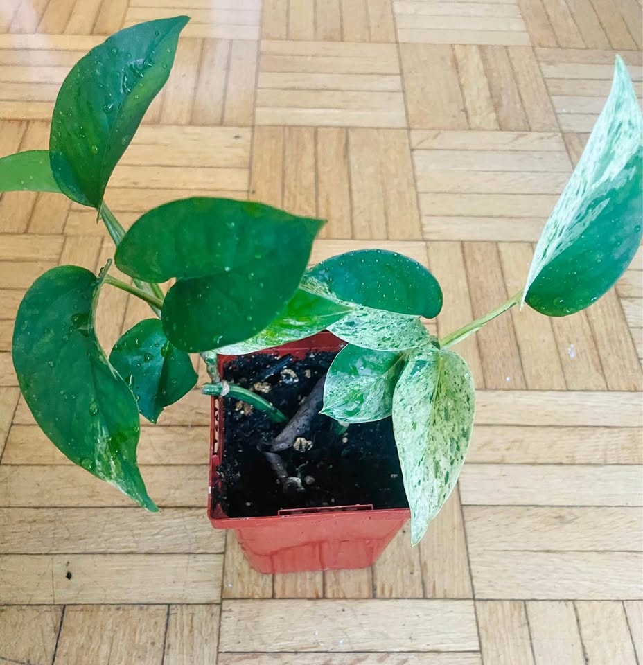 Money plant /Pothos