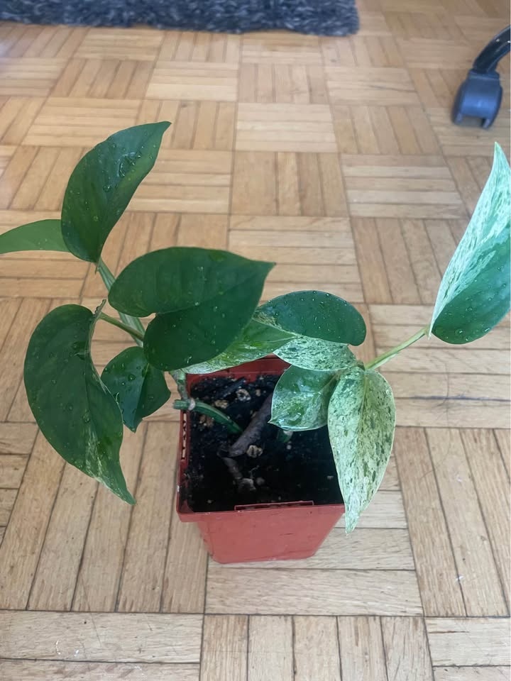 Money plant /Pothos - photo 2