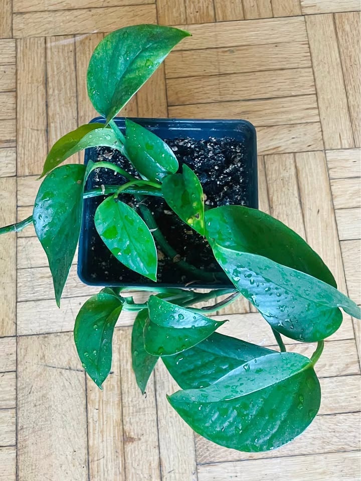 Money plant / pothos