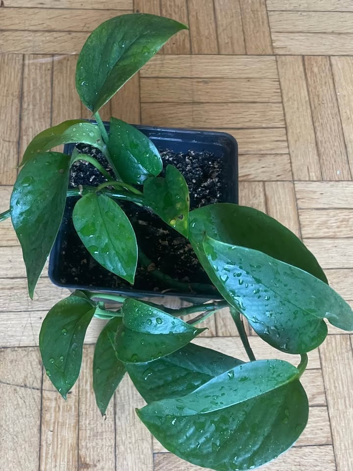 Money plant / pothos - photo 2