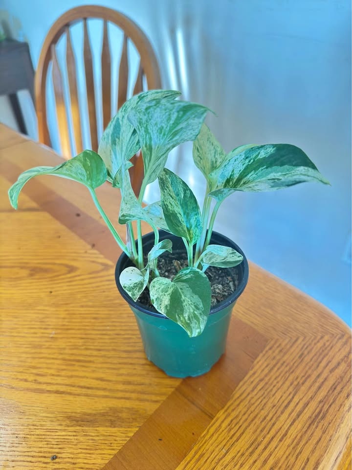 Money plant / Pothos
