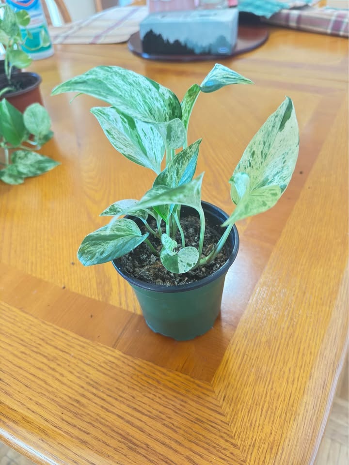 Money plant / Pothos - photo 2