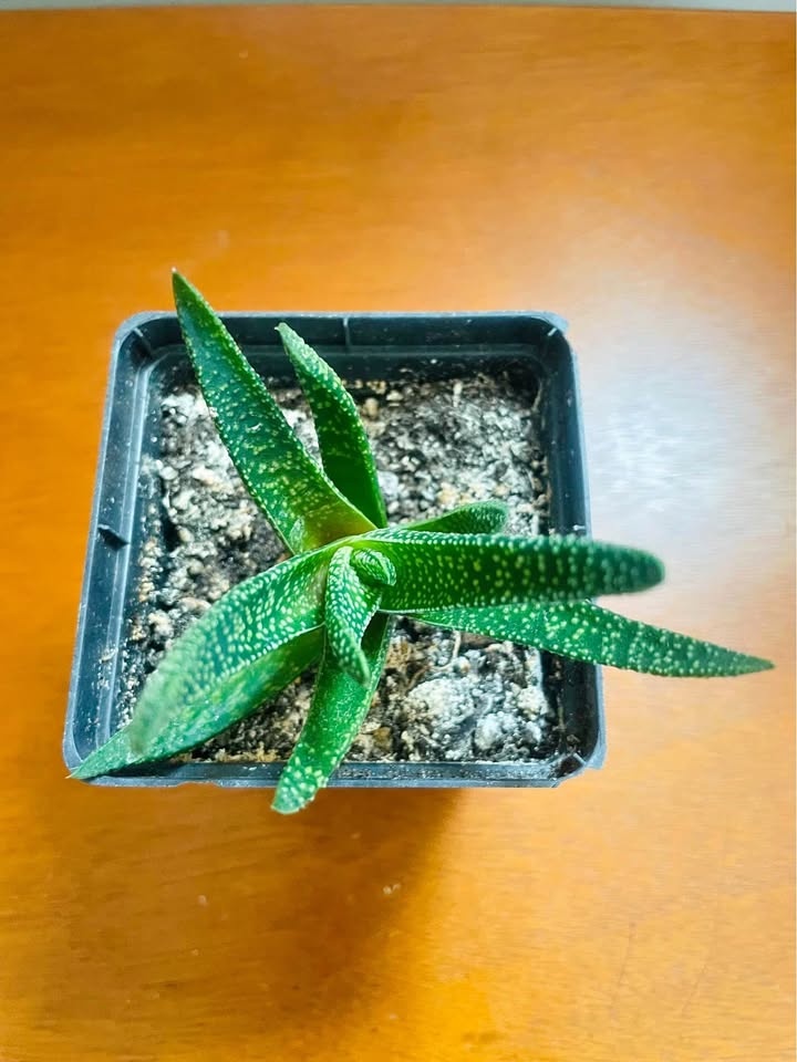 Aloe (Gasteraloe) Royal Highness Succulent