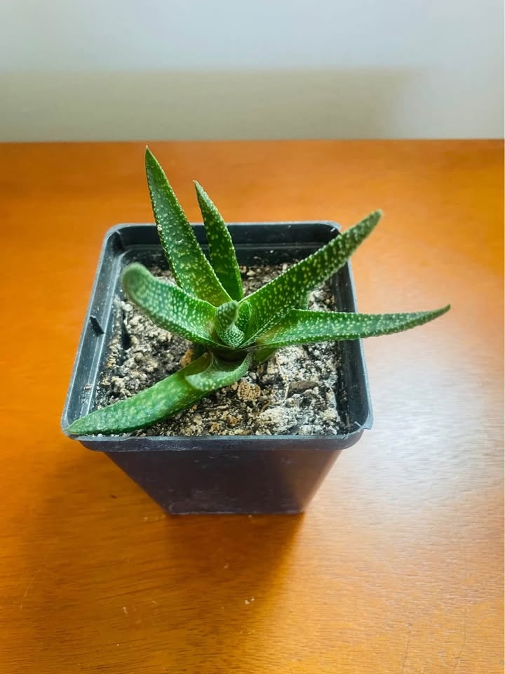 Aloe (Gasteraloe) Royal Highness Succulent - photo 2