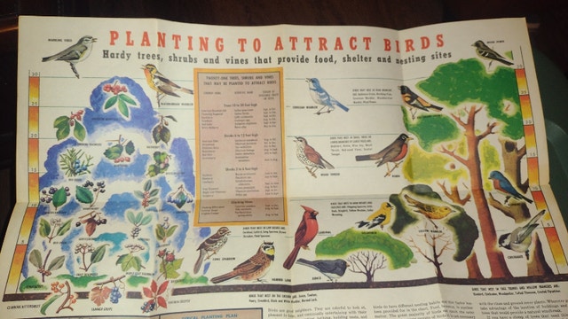 Attracting Birds to Your Yard Pamphlet - photo 3