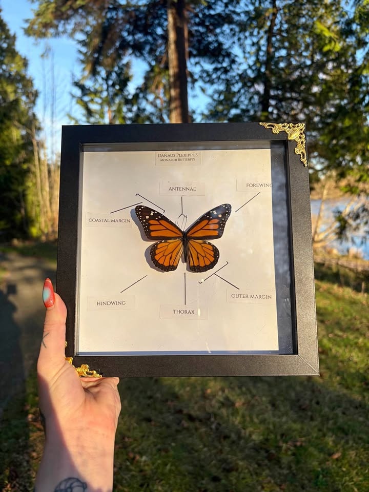Monarch Butterfly Entomology Frame