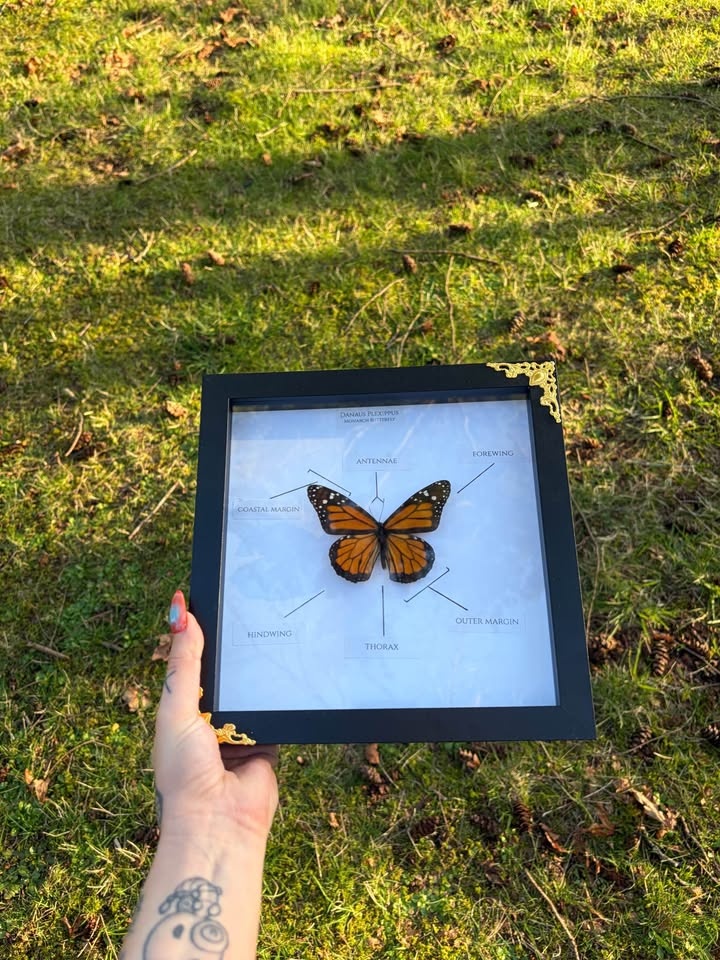 Monarch Butterfly Entomology Frame - photo 2