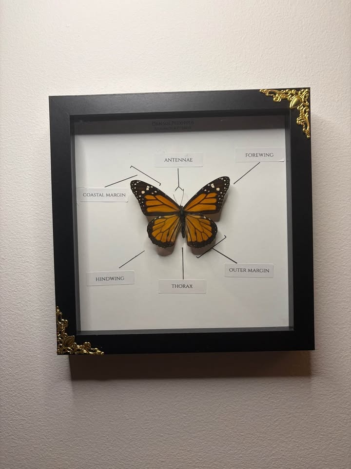 Monarch Butterfly Entomology Frame - photo 3