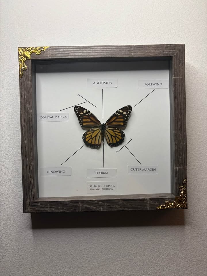 Monarch Butterfly Entomology Frame - photo 4