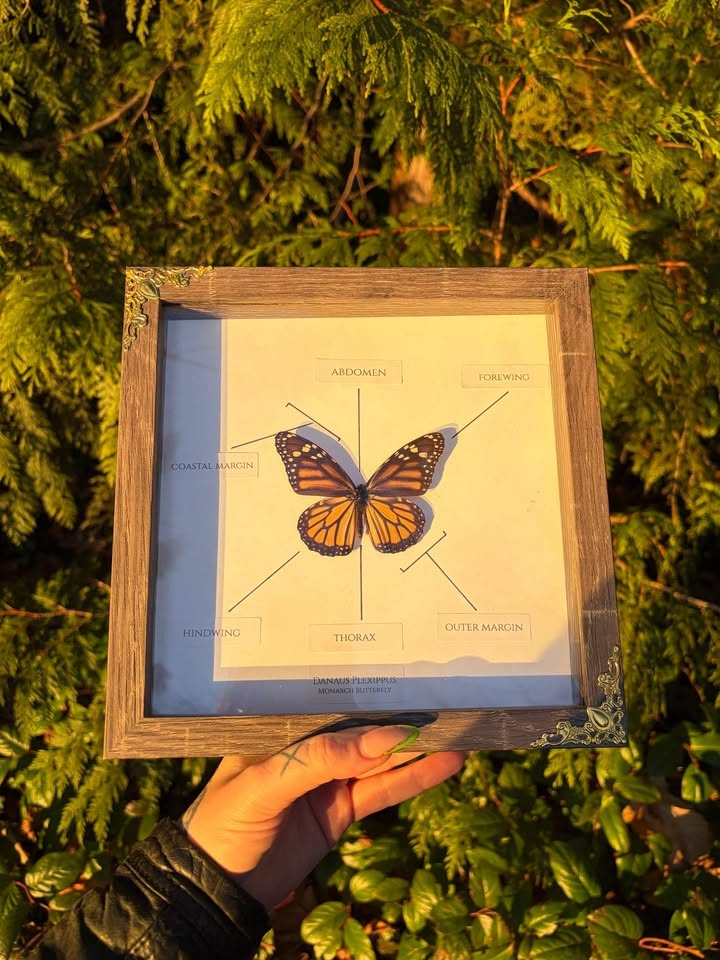 Monarch Butterfly Entomology Frame - photo 5
