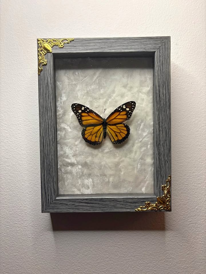 Monarch Butterfly Framed Insect