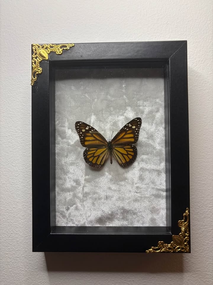 Monarch Butterfly Framed Insect - photo 2