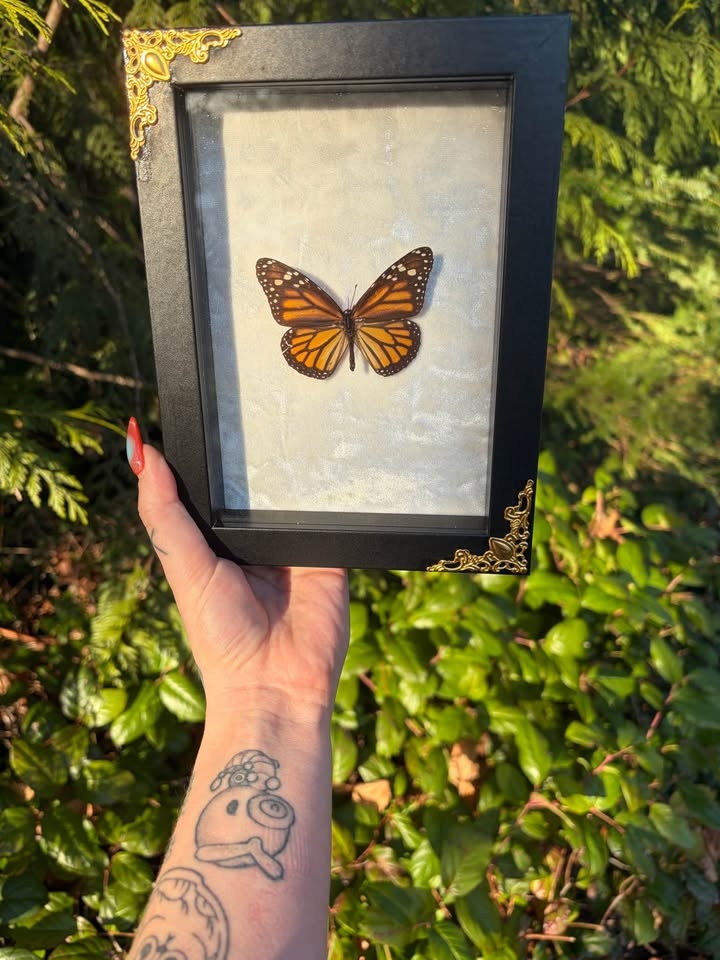 Monarch Butterfly Framed Insect - photo 3